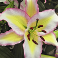 Лилия восточная Примроуз Хилл