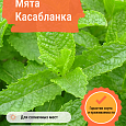Мята Касабланка Мята Касабланка