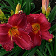 Лилейник гибридный Чарльз Джонстон