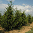 Можжевельник виргинский Canaertii Можжевельник виргинский Canaertii