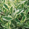 Мята душистая Variegata  Мята душистая Variegata