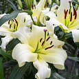 Лилия ОТ-гибрид Рексона Лилия ОТ-гибрид Рексона