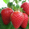 Земляника садовая Баунти