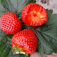 Земляника садовая Флорентина