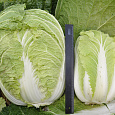 Капуста Пекинская Русский размер F1