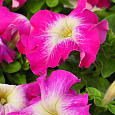 Петуния грандифлора Лимбо Джи Пи	Роуз Морн