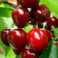 Черешня  Родина
