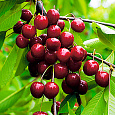 Вишня степная Изобильная Вишня степная Изобильная