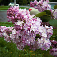 Сирень обыкновенная Память о Вавилове
