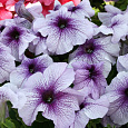 Петуния грандифлора Призм Блекберри Сандай