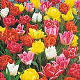 Тюльпан попугайный "Весенний фейерверк" смесь окрасок Тюльпан попугайный "Весенний фейерверк" смесь окрасок