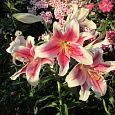 Лилия ЛОО-гибрид Пинк Бриллиант