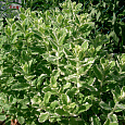 Мята душистая Variegata  Мята душистая Variegata