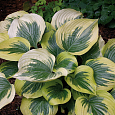 Хоста Гибридная Broadway Хоста Гибридная Broadway