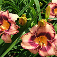 Лилейник гибридный Овесом Блоссом