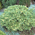 Можжевельник китайский Expansa Aureospicata Можжевельник китайский Expansa Aureospicata