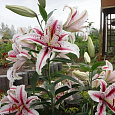 Лилия восточная Солюшн Лилия восточная Солюшн