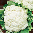 Капуста цветная Белкорт 