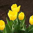 Тюльпан Йеллоу Кинг