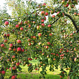Яблоня Аркад розовый