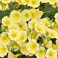 Петуния ампельная Лавина желтая звезда F1