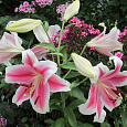 Лилия ЛОО-гибрид Пинк Бриллиант