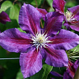 Клематис крупноцветковый Распутин Клематис крупноцветковый Распутин