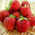 Земляника садовая Пандора