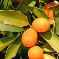 Цитрус Кумкват Нагами (Фортунелла)