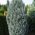 Кипарисовик Лавсона Пелтс Блю