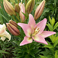 Лилия ЛА-гибрид Пати Даймонд