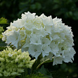 Гортензия крупнолистовая Нимфэ