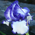 Ирис бородатый Блашес