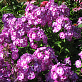 Флокс метельчатый Лаура Флокс метельчатый Лаура