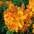 Азалия гибридная Клондайк