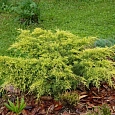 Можжевельник горизонтальный Лайм Глоу Можжевельник горизонтальный Лайм Глоу