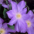 Клематис крупноцветковый Лаура Клематис крупноцветковый Лаура