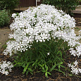 Флокс растопыренный Уайт Перфюм
