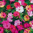 Мирабилис ялапа Смесь окрасок
