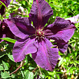 Клематис крупноцветковый Полиш Спирит