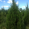 Можжевельник китайский Keteleeri
