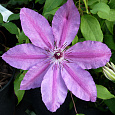 Клематис крупноцветковый Барбара Диблей Клематис крупноцветковый Барбара Диблей