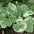 Хоста гибридная Эс Энджел Хоста гибридная Эс Энджел