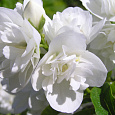 Чубушник (Жасмин садовый) Pompon Чубушник (Жасмин садовый) Pompon