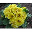 Примула махровая Примлет Голден Шейдес