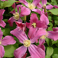 Клематис (Ломонос) гибридный Inspiration Клематис (Ломонос) гибридный Inspiration