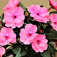 Бальзамин Акцент Пинк