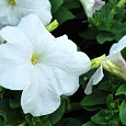 Петуния мультифлора Ура Вайт