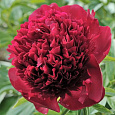 Пион травянистый Ред Чарм