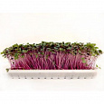 Микрозелень  Капуста красная